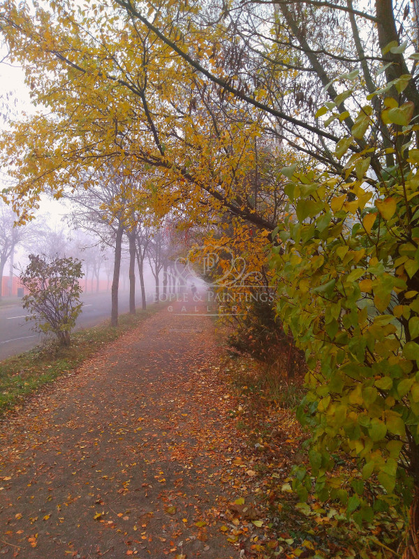 1479autumninafoggymorning