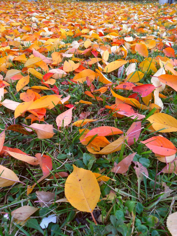 2753colorfulleaves